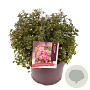 Escallonia 'Red Dream' 20-25 cm 5,0L