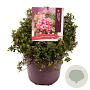 Escallonia 'Red Dream' 30-35 cm 10L