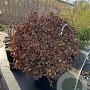 Fagus sylvatica 100 cm cont. 80L bol