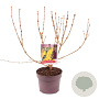 Forsythia int. 'Lynwood' 40-50 cm 3,0L