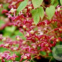 Epimedium rubrum 'Red Star' GM P9