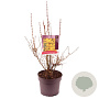 Forsythia int. Minigold 60-80 cm 7,5L