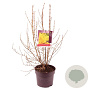 Forsythia int. Week-End 60-80 cm 7,5L