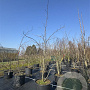 Gleditsia triac. 'Sunburst' 250-300 cm cont. 110L meerstammig