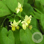 Epimedium versic. 'Sulphureum' GM P9