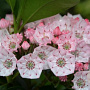 Kalmia lat. 'Big Boy' 40-50 cm 10L