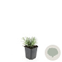 Lavandula ang. 'Munstead' GM P9