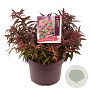 Leucothoe keiskei Burning Love 30-40 cm 5,0L