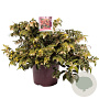 Leucothoe keiskei 'Royal Ruby' 40-60 cm 13L