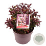 Leucothoe 'Zeblid' 25-30 cm 5,0L