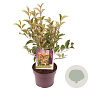 Ligustrum luc. Green Screen 25-30 cm 3,0L