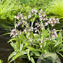 Epipactis palustris GM P9