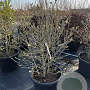 Magnolia stellata 80-100 cm 5,0L