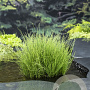 Equisetum scirpoides GM P9