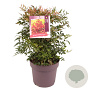 Nandina d. 'Gulf Stream' 30-40 cm 10L