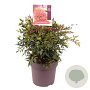 Nandina d. Obsessed 30-40 cm 10L