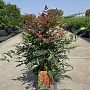 Nandina d. Obsessed 30-40 cm 10L