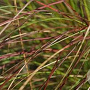 Eragrostis c. 'Totnes Burgundy' GM P9