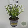 Osmanthus burkwoodii 30-40 cm 3,0L
