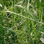 Eragrostis trichodes 'Bend' GM P9