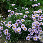 Erigeron glaucus GM P9