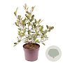 Photinia fraseri Louise 60 cm 7,5L