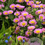 Erigeron gl. 'Sea Breeze' GM P9