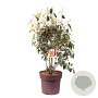 Photinia fraseri Thin Red 80-100 cm 20L