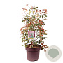 Photinia Magical Volcano 80-100 cm 15L