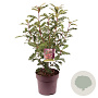 Photinia serratifolia Crunchy 70-80 cm 10L
