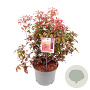 Pieris jap. 'Mountain Fire' 25-30 cm 3,0L