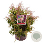 Pieris jap. 'Valley Rose' 25-30 cm 5,0L
