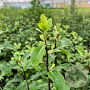 Pittosporum t. 'Penmarch' 30-40 cm 3,0L