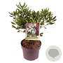 Pittosporum tobira 20-30 cm 3,0L