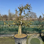 Pyrus calleryana 'Chanticleer' 45-50 cm cont. 230L