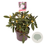 Rhododendron 'Brigitte' 25-30 cm 5,0L
