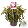 Rhododendron (Y) 'Carol. Allbrook' 25-30 cm 5,0L