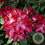 Rhododendron (AK) 'Junifeuer' 50-60 cm 13L