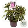 Rhododendron 'Lee's Dark Purple' 30-40 cm 5,0L