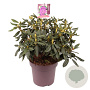 Rhododendron 'Lee's Dark Purple' 50-60 cm 13L