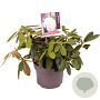 Rhododendron (Y) 'Schneekrone' 25-30 cm 5,0L