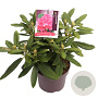 Rhododendron (Y) 'Sneezy' 25-30 cm 5,0L