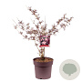 Sambucus nigra Black Lace 60-80 cm 15L