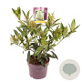 Skimmia confusa 'Kew Green' 30-40 cm 3,0L