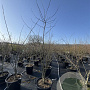 Sophora japonica 200-250 cm 50L meerstammig