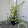 Symphoricarpos ch. 'Hancock' 30-40 cm 2,0L