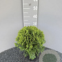 Thuja occ. 'Danica' 25-30 cm 2,0L