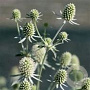 Eryngium yuc. Magical Green Globe GM P9