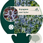 Eryngium zabelii 'Big Blue' GM P9