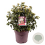 Viburnum tin. 'Eve Price' 45-50 cm 10L